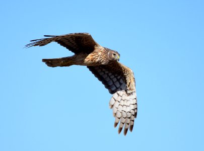 Northern harrier at Seedskadee National Wildlife Refuge