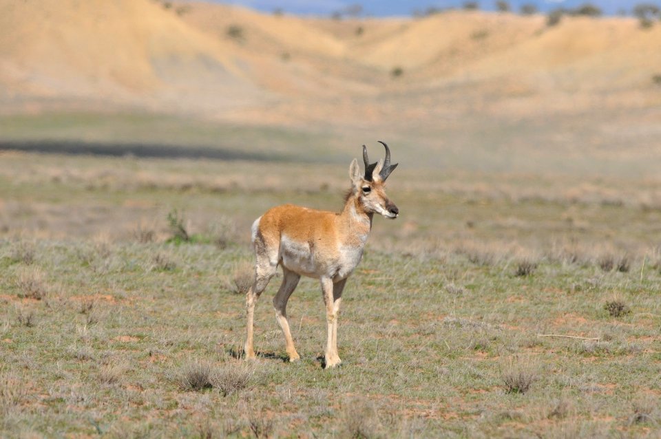 Pronghorn, Scott Somershoe