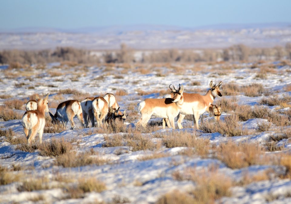 Pronghorn on Seedskadee National Wildlife Refuge