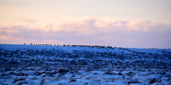 Pronghorn on the move at Seedskadee National Wildlife Refuge
