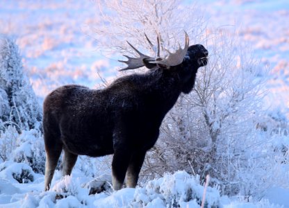 Moose at Seedskadee National Wildlife Refuge