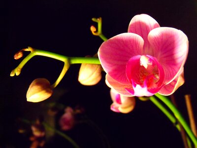 Orchid flower room plant