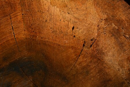 Wood grain close up texture