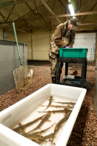 Tagging shovelnose sturgeon