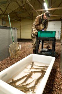 Tagging shovelnose sturgeon photo