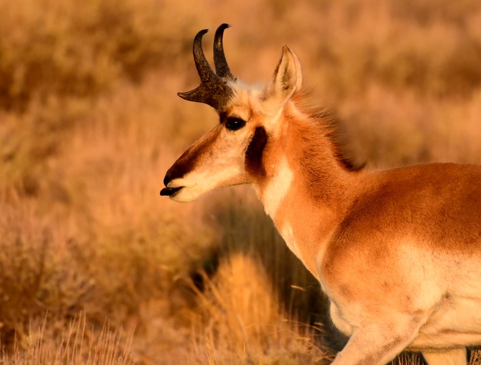 Pronghorn at Seedskadee National Wildlife Refuge