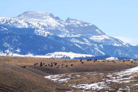 Spring on the National Elk Refuge photo