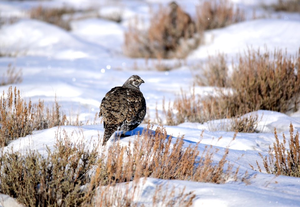 Greater sage-grouse on Seedskadee National Wildlife Refuge