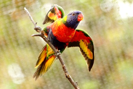 Bird captivity inclined photo