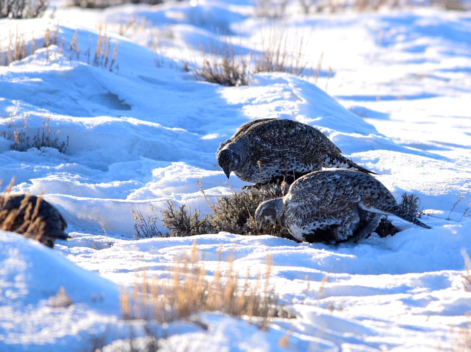 Greater sage-grouse on Seedskadee National Wildlife Refuge