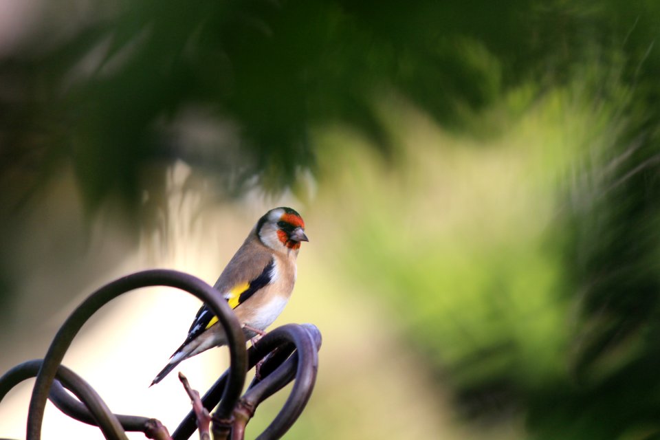 Goldfinch