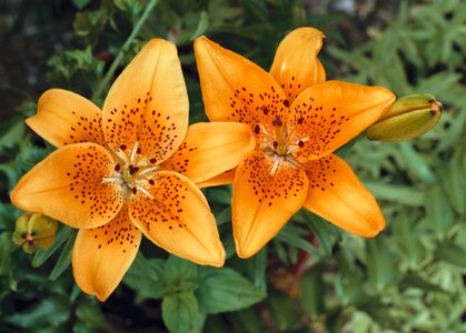 Tiger lily orange garden