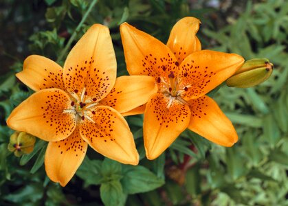 Tiger lily orange garden photo