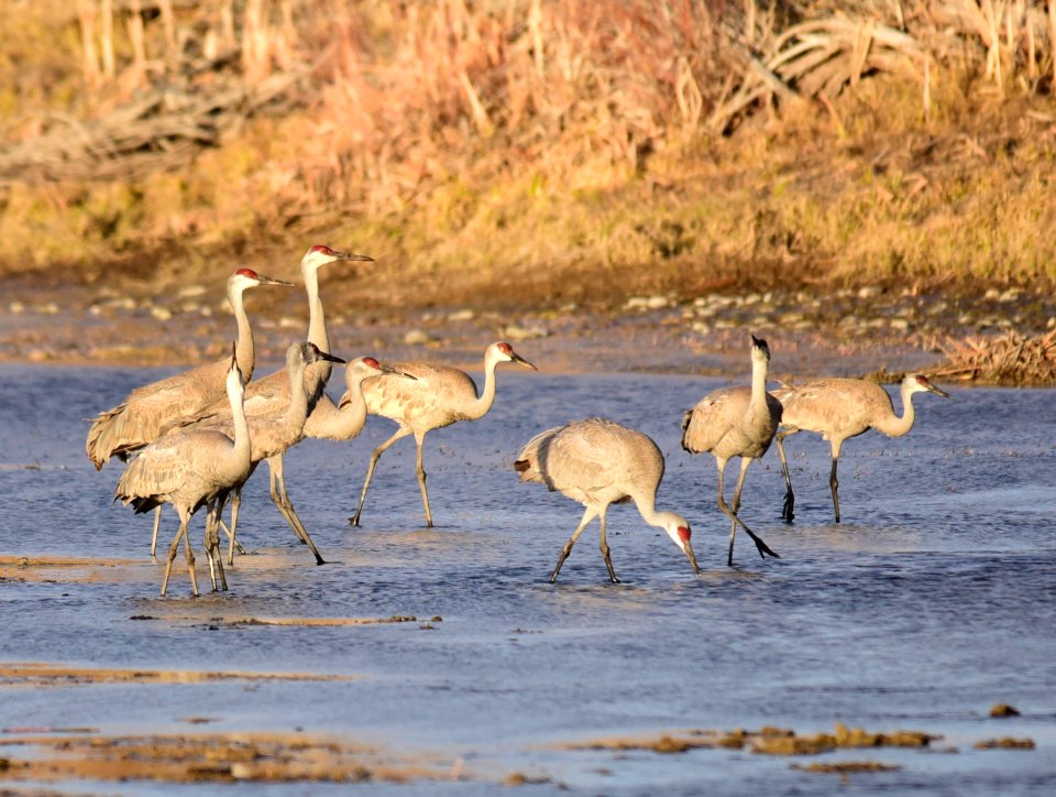 Sandhill cranes at Seedskadee National Wildlife Refuge