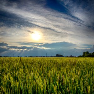 Feld