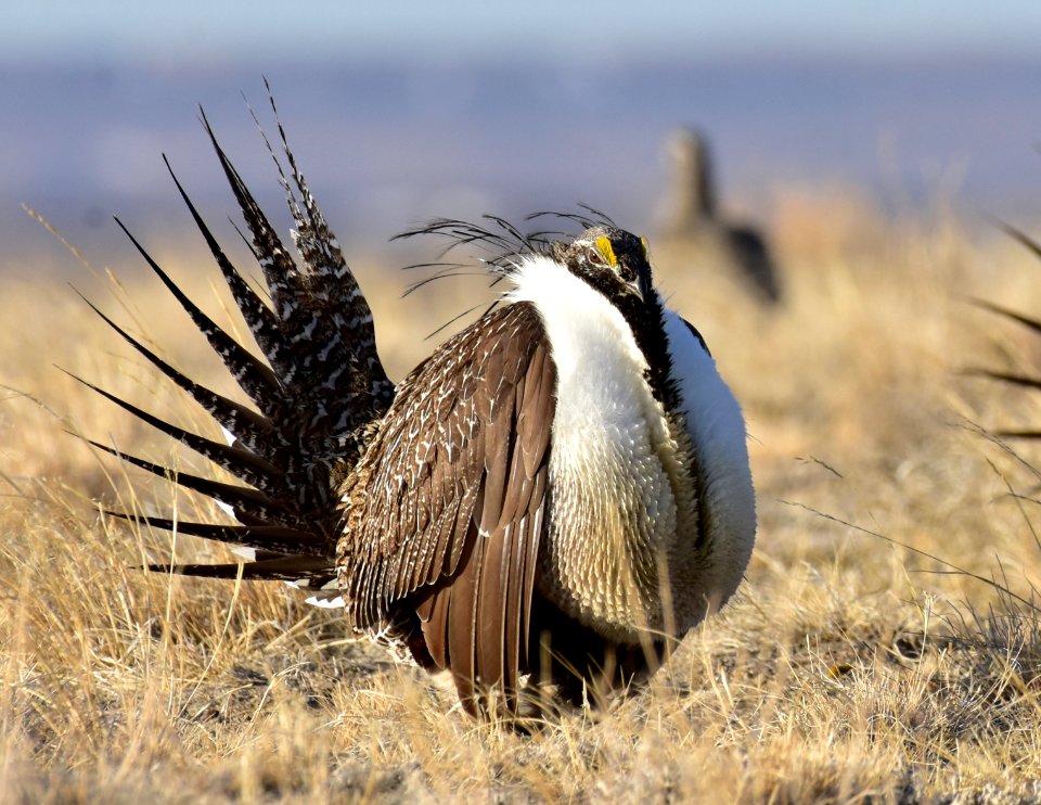 Greater sage-grouse near Seedskadee National Wildlife Refuge