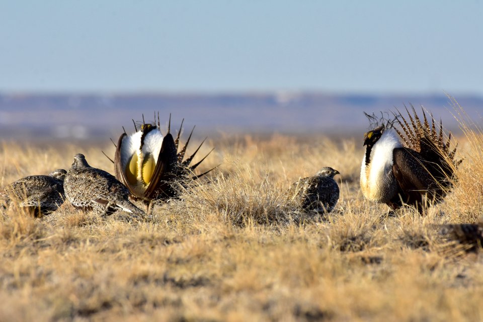Greater sage-grouse near Seedskadee National Wildlife Refuge