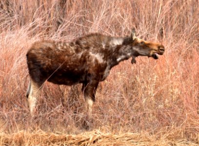 Moose at Seedskadee National Wildlife Refuge