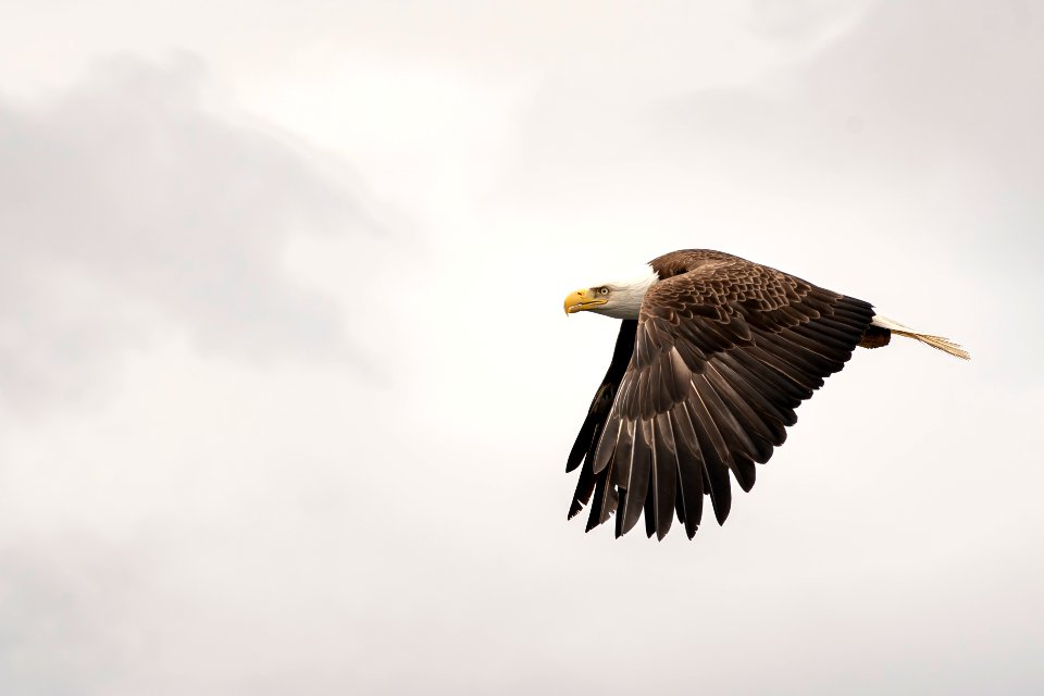 Bald Eagle Flying