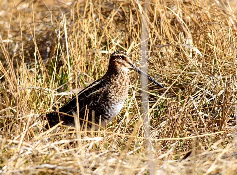 Wilson's snipe at Seedskadee National Wildlife Refuge