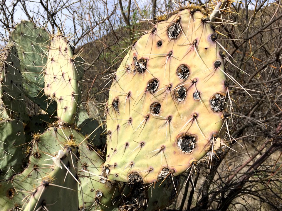 2018/365/72 They Shoot Cactus, Don't They?