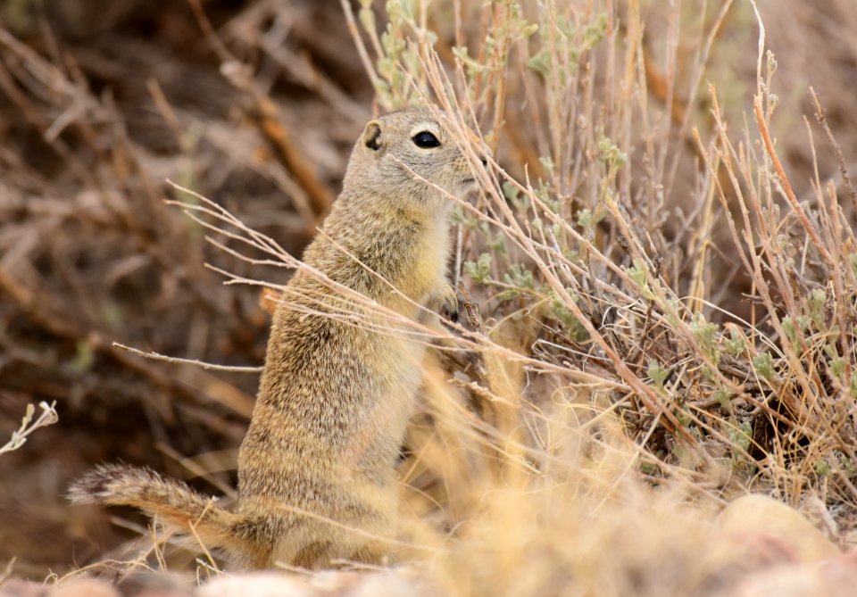 Wyoming ground squirrel at Seedskadee National Wildlife Refuge
