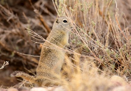 Wyoming ground squirrel at Seedskadee National Wildlife Refuge photo