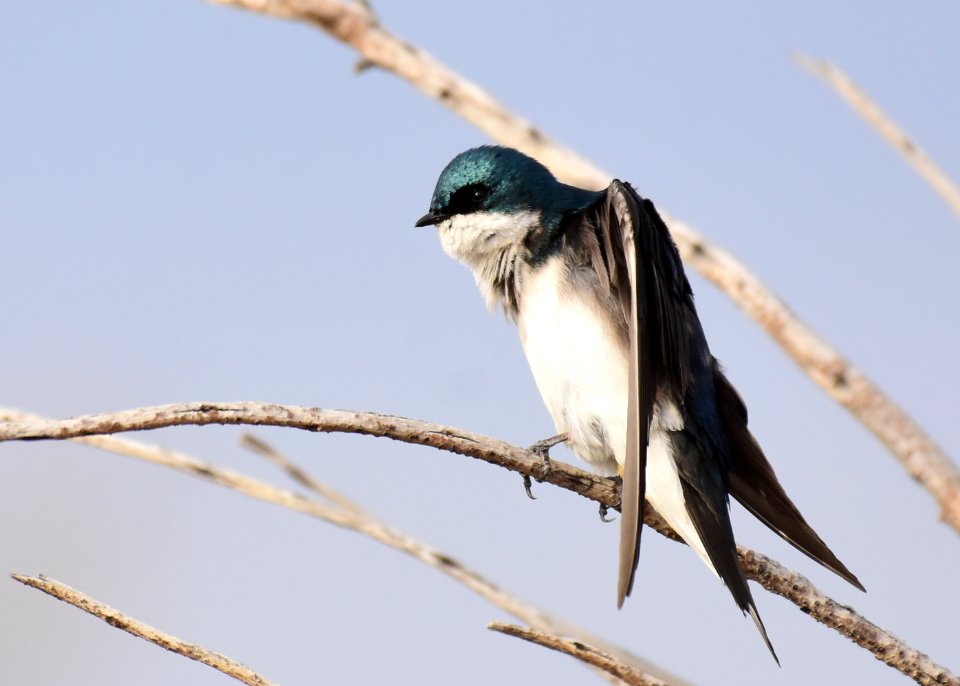 Tree swallow at Seedskadee National Wildlife Refuge