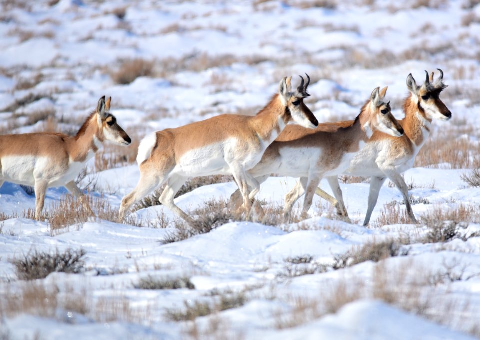 Pronghorn at Seedskadee National Wildlife Refuge