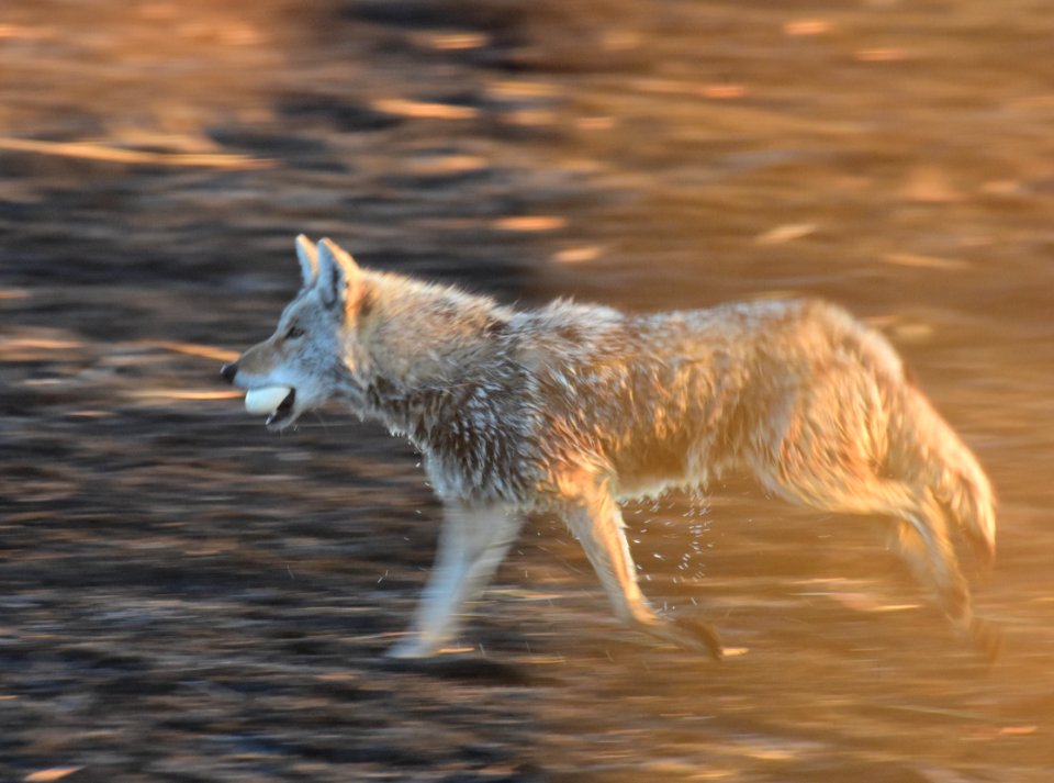 Coyote at LaCreek National Wildlife Refuge