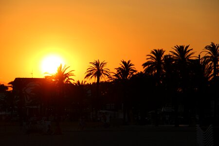 Beach sunset palm trees photo