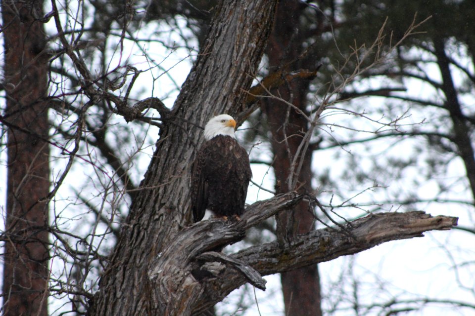 Hatchery Bald Eagle