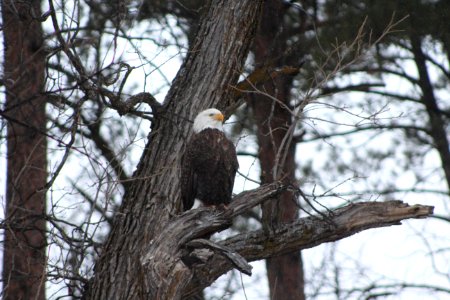 Hatchery Bald Eagle photo