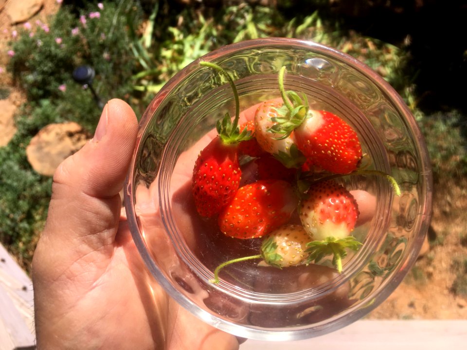 Today's Strawberry Haul