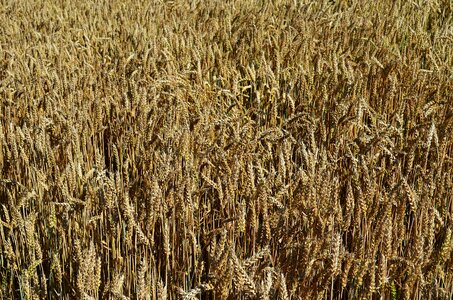 Fief field the cultivation of