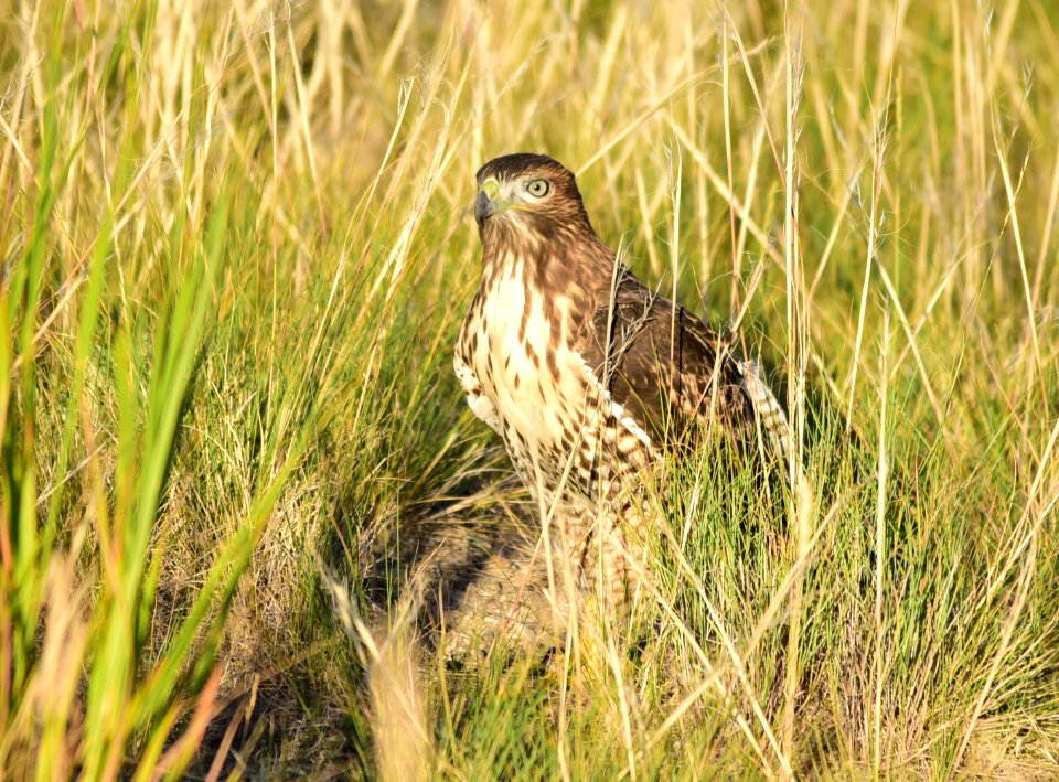 Juvenile red-tailed hawk at Seedskadee National Wildlife Refuge