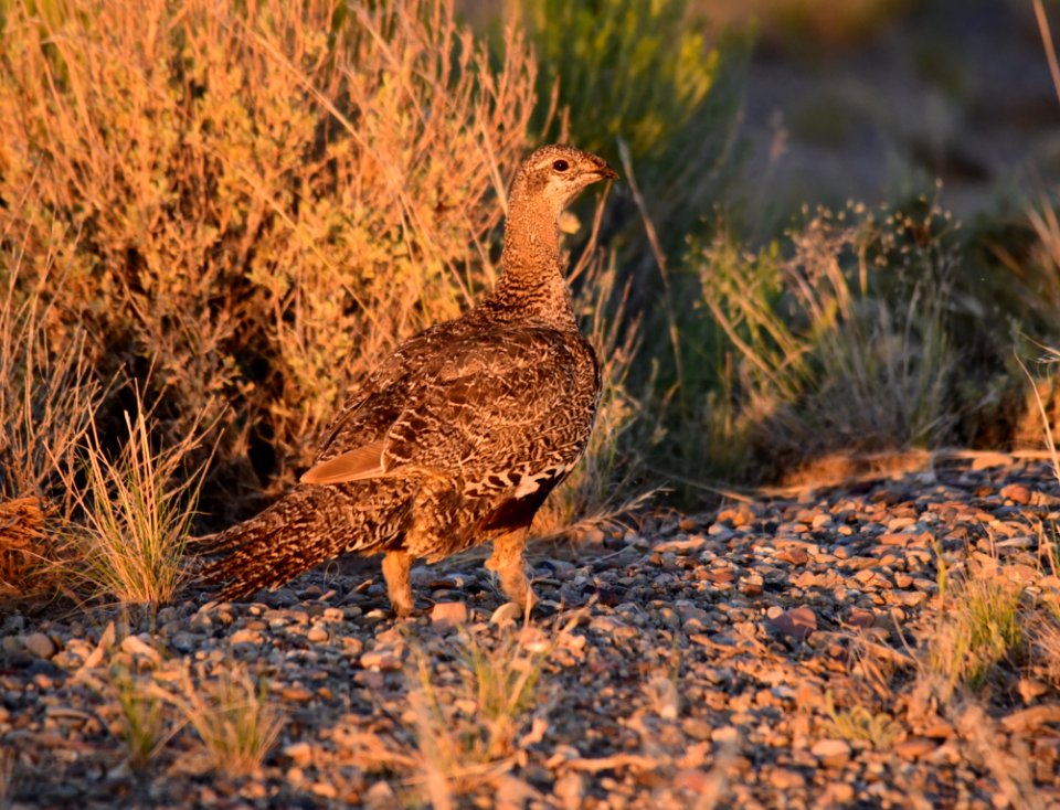 Greater sage-grouse at Seedskadee National Wildlife Refuge