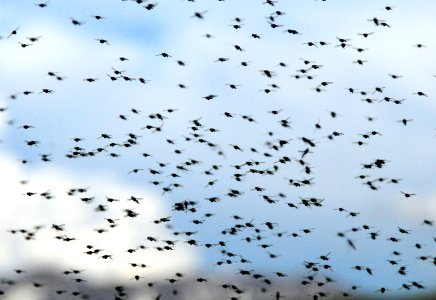 Midge swarm at Arapaho National Wildlife Refuge photo