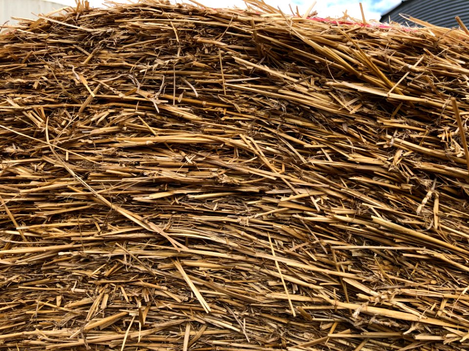Hay!
