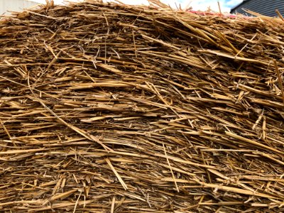 Hay!