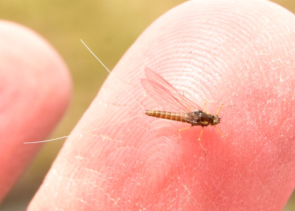 Mayfly at Seedskadee National Wildlife Refuge