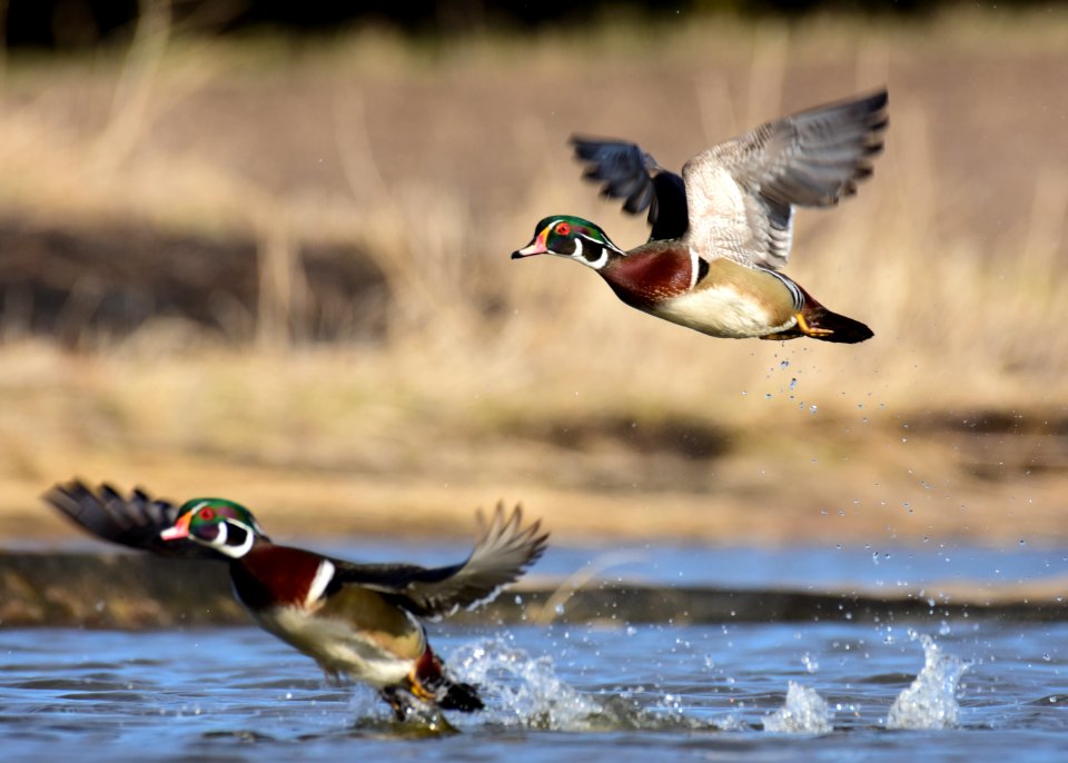 Wood duck at LaCreek National Wildlife Refuge