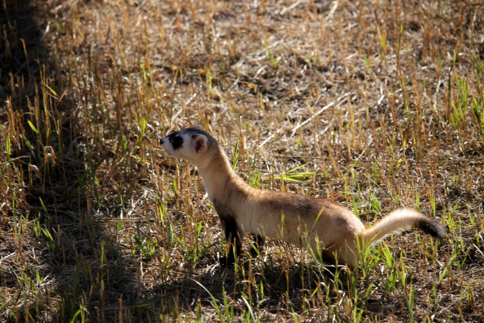 Black Footed Ferret