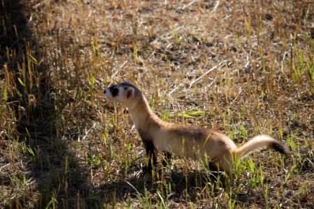 Black Footed Ferret photo