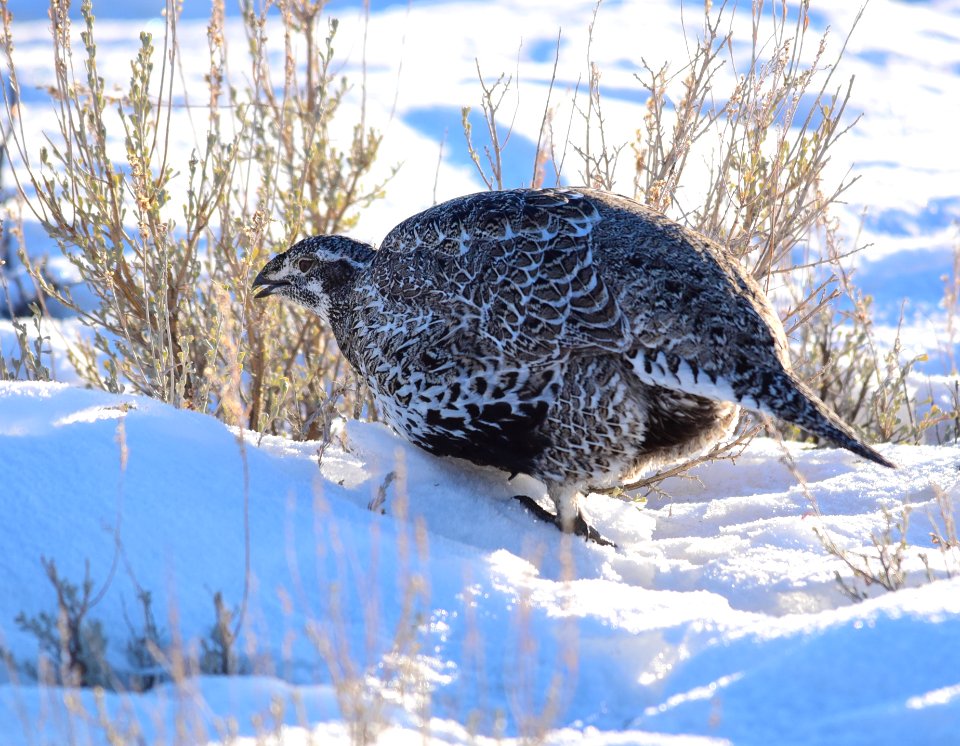 Greater sage-grouse at Seedskadee National Wildlife Refuge