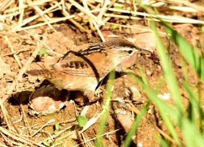 Marsh wren at Seedskadee National Wildlife Refuge