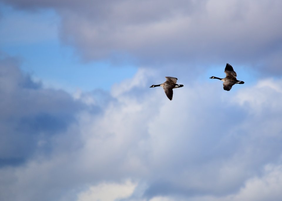 Canada geese at Seedskadee National Wildlife Refuge