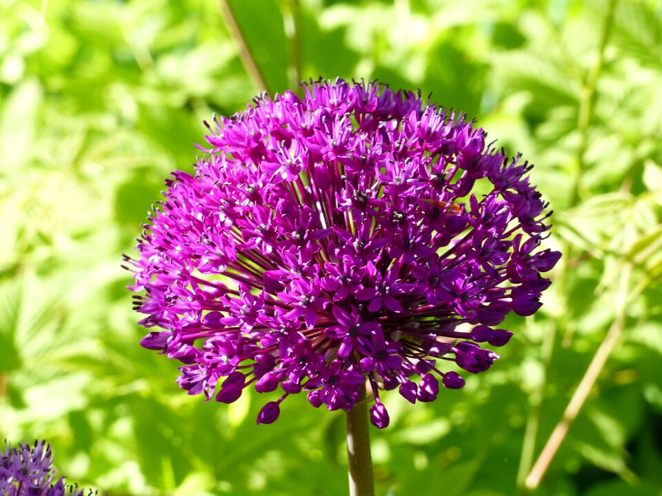 Garden summer green