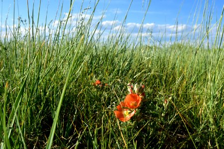 Scarlet globemallow on Arapaho National Wildlife Refuge