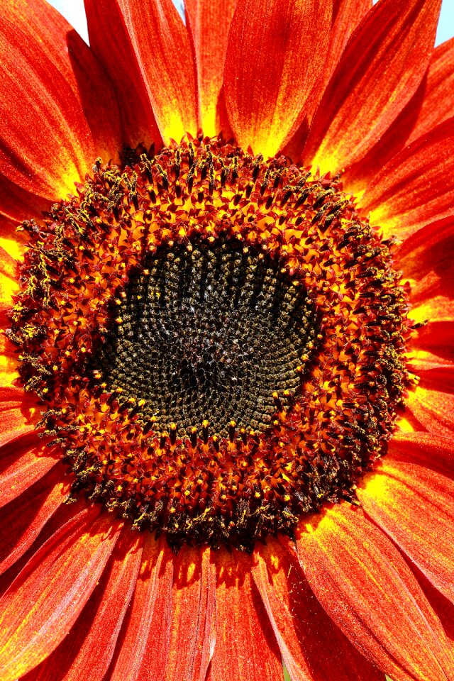 Flower of sunflower red flowers